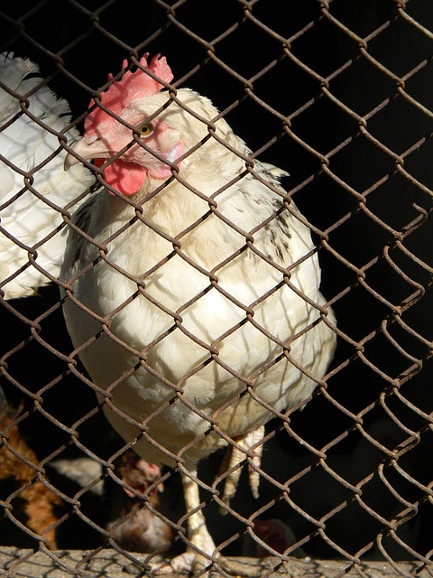 特斯拉公司 特斯拉公司